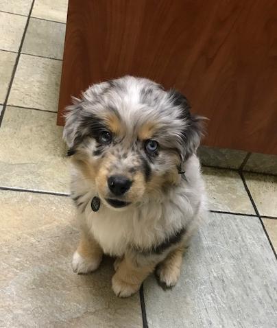 Ollie