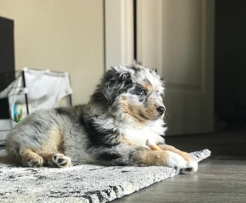 Ollie
