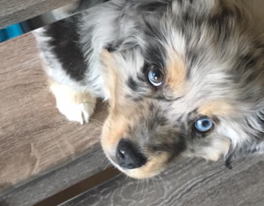 Ollie