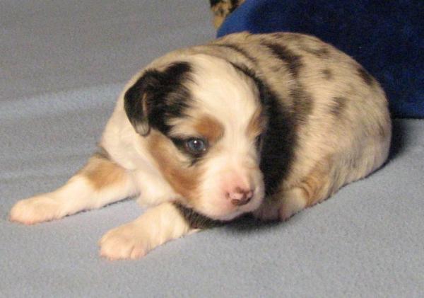 Louie