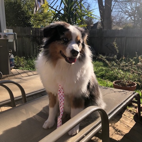 Louie