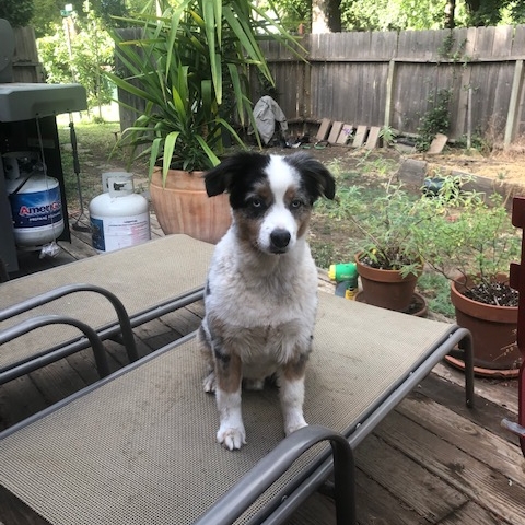 Louie