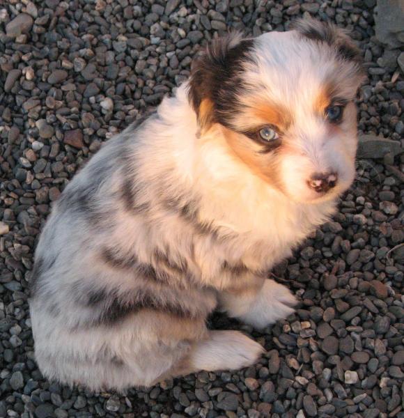 Louie