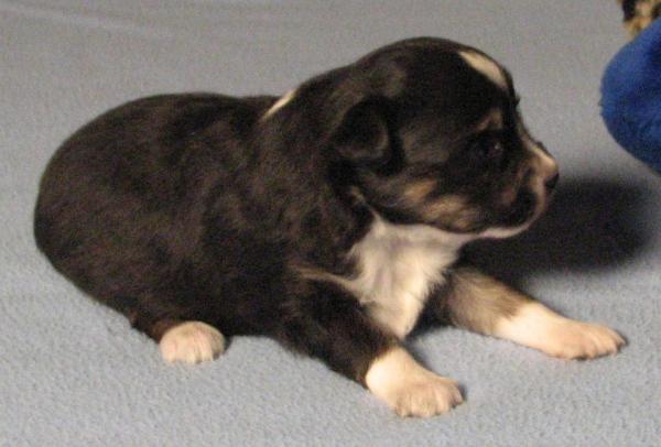 Sadie