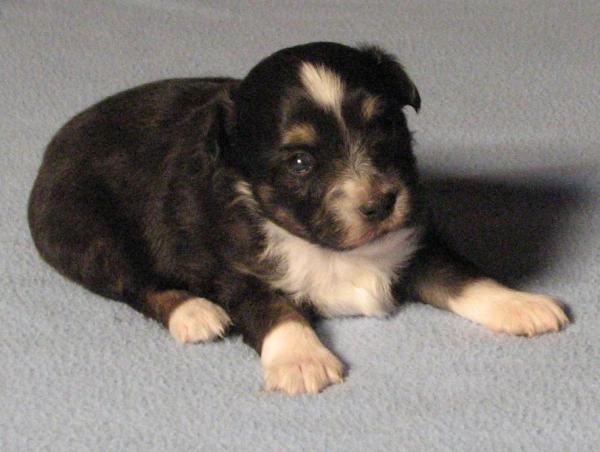Sadie