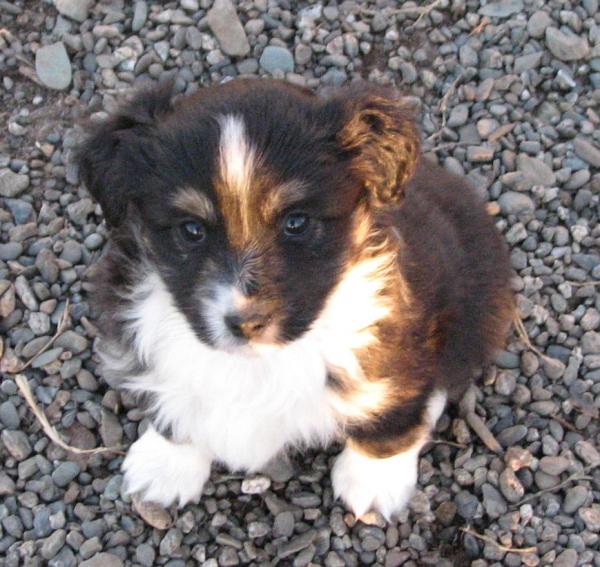 Sadie