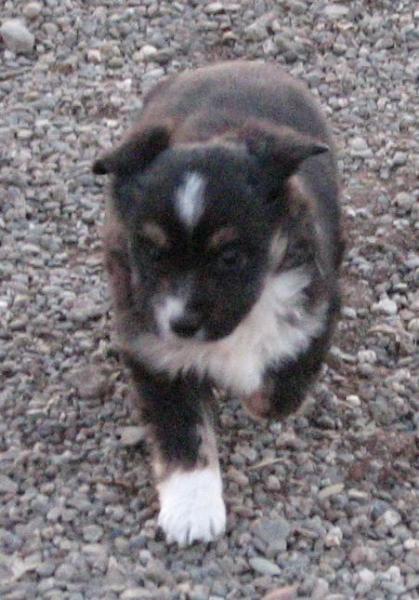 Sadie