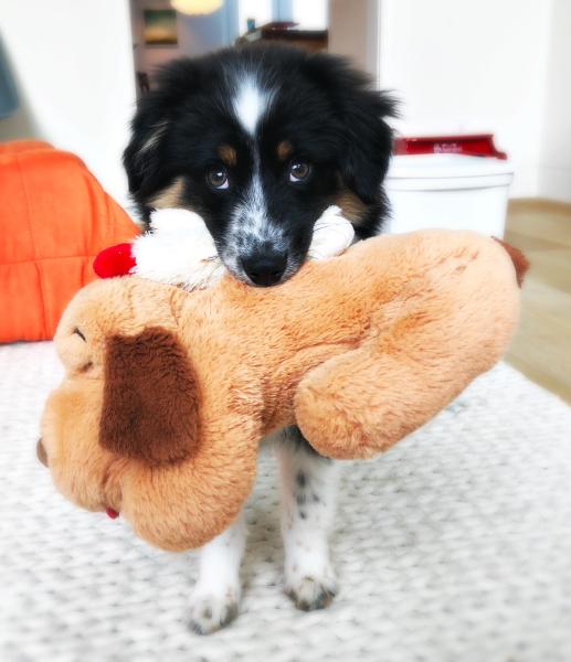 Yoshi