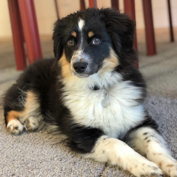 Yoshi
