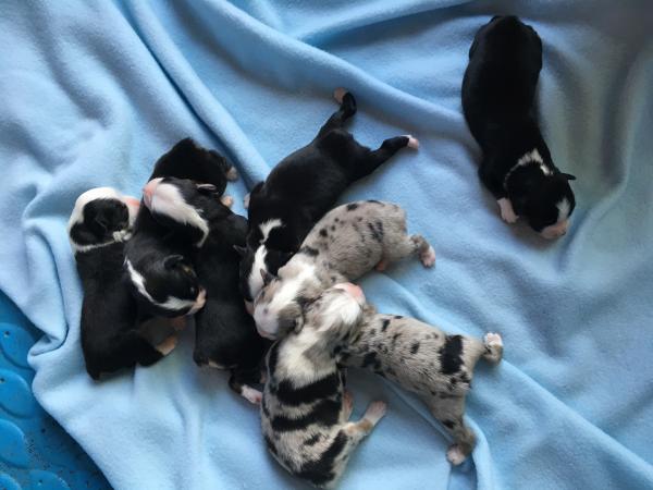 Sally × Chance litter