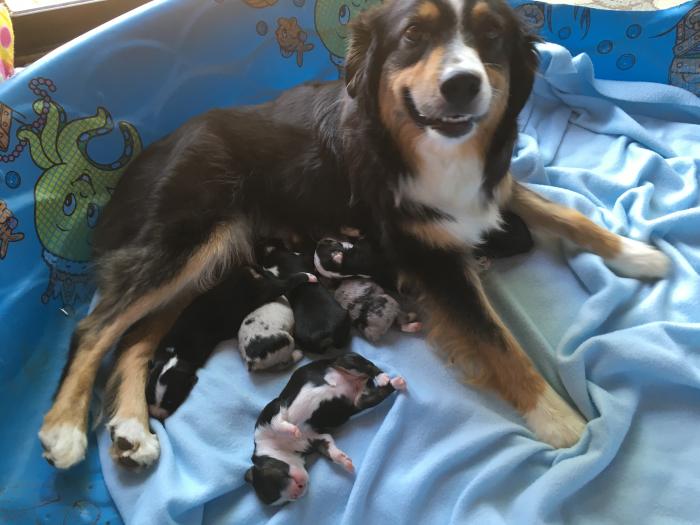 Sally × Chance litter