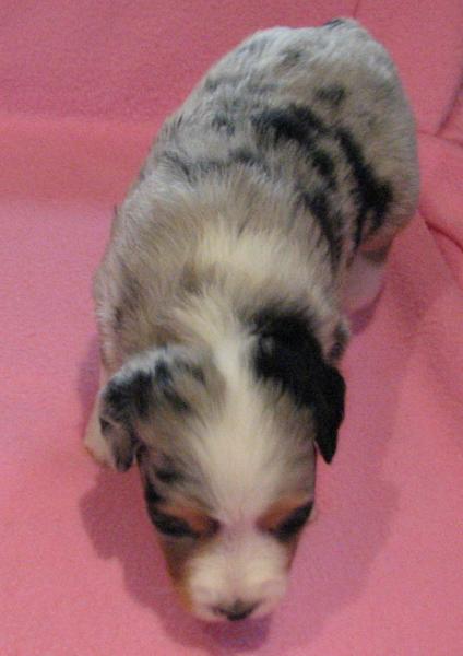 Gidget
