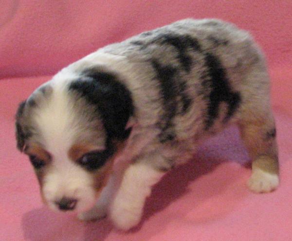 Gidget