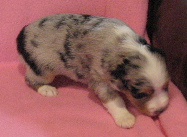 Gidget