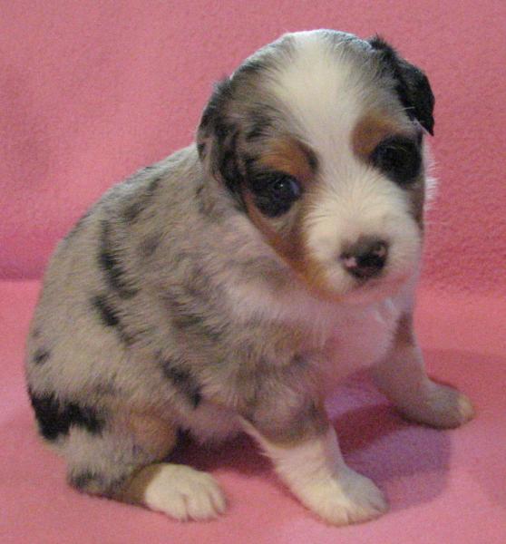 Gidget