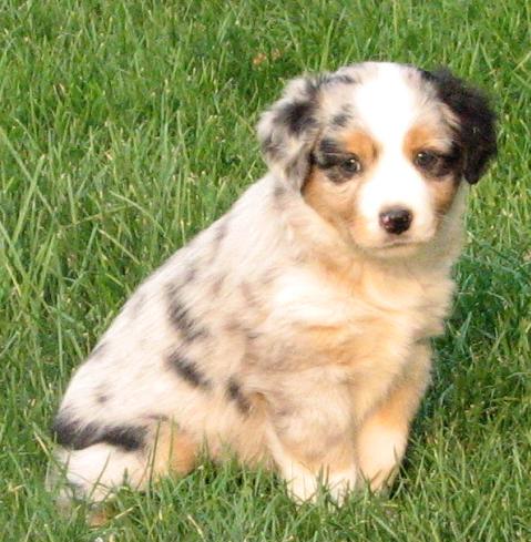 Gidget