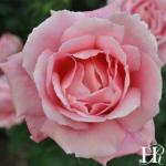 Poppy