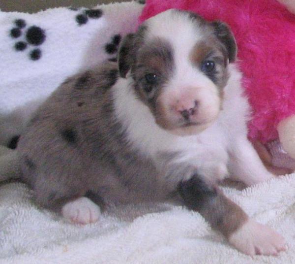 Piper