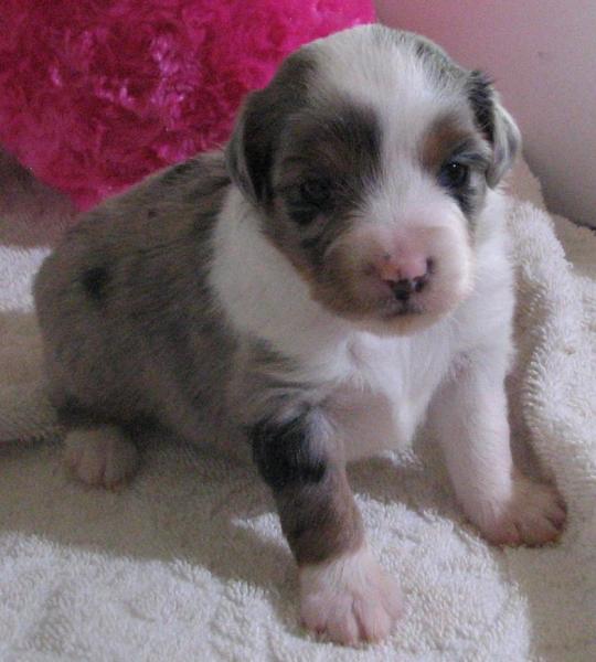 Piper