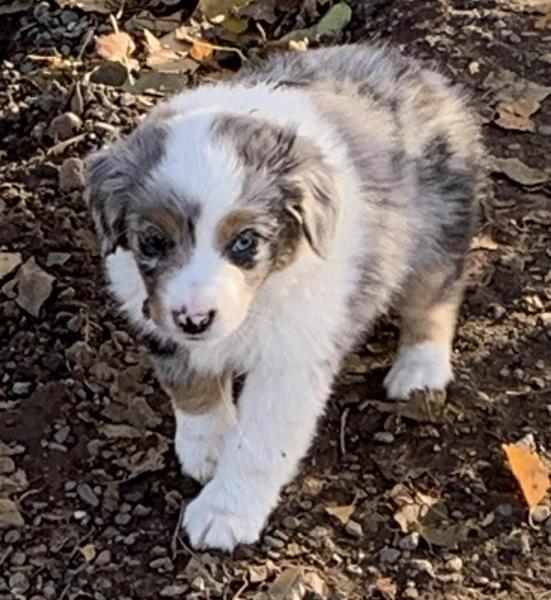 Piper