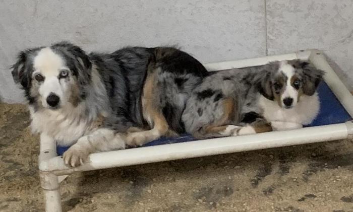 Piper