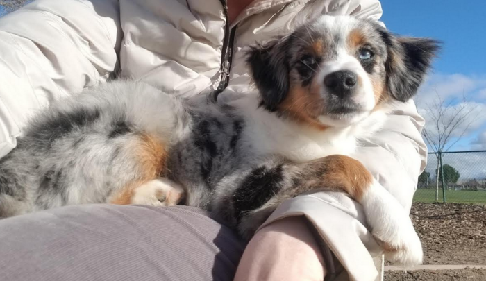 Piper