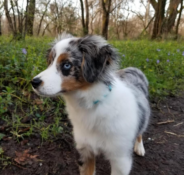 Piper