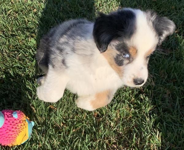 Reggie