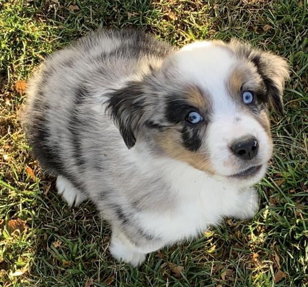 Reggie