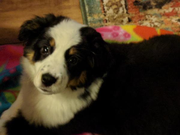 Sophie
