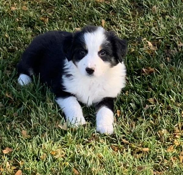 Bandit