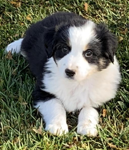 Bandit
