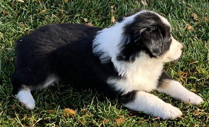 Bandit