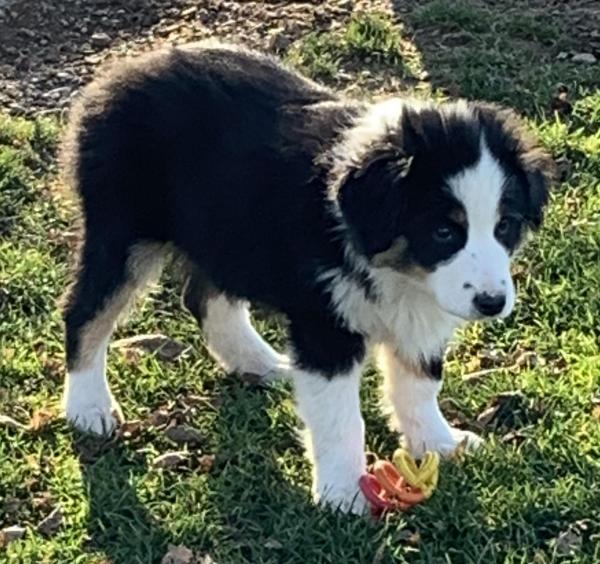 Bandit