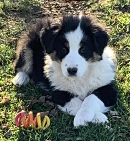Bandit