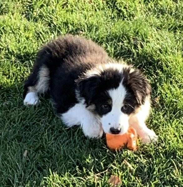 Bandit