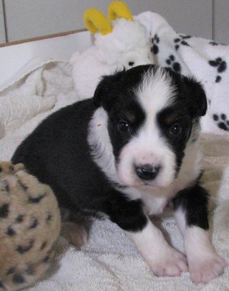 Axl