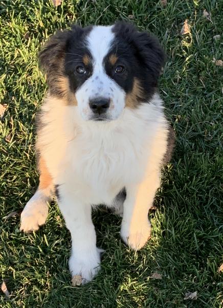 Dillon