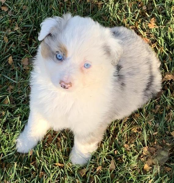 Aspen