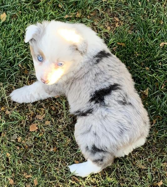 Aspen