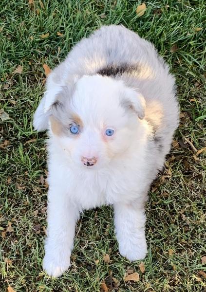 Aspen