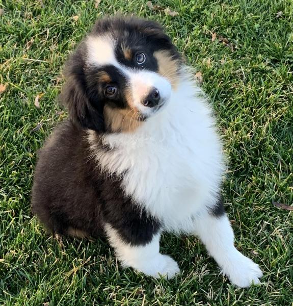 Reggie