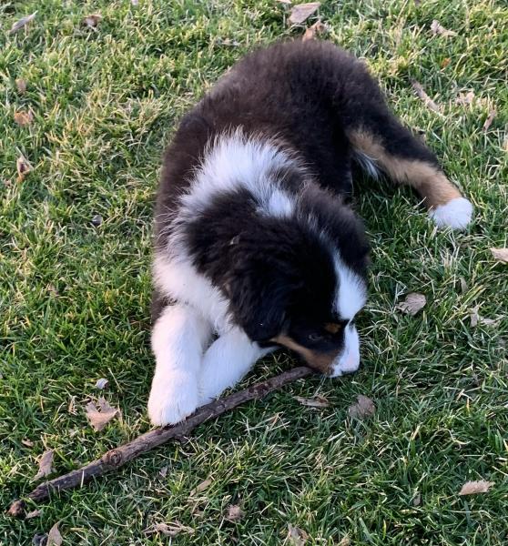 Reggie