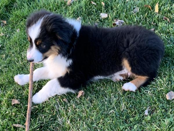 Reggie
