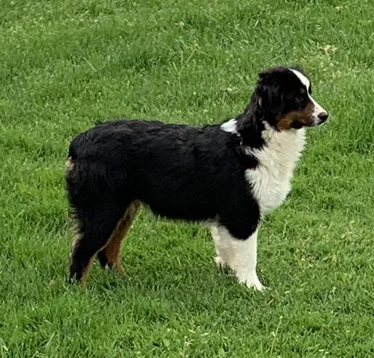 Reggie