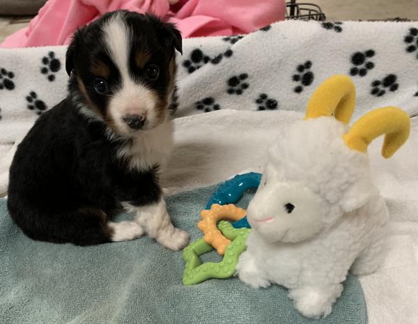 Kona Bear