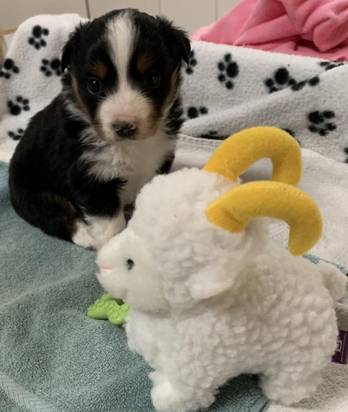 Kona Bear