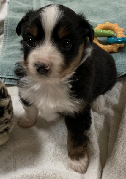 Kona Bear