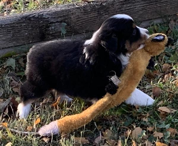 Kona Bear