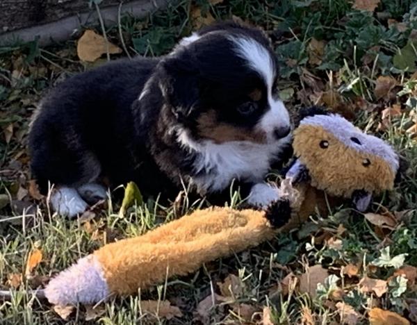Kona Bear